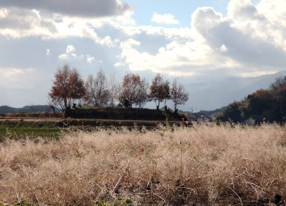 橿原市　南山町　田圃_c0108146_2213278.jpg