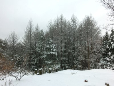 f0019247_174895.jpg