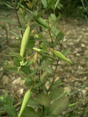 e0033751_12272280.jpg