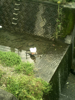 e0033751_170367.jpg