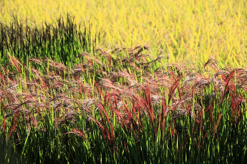 赤米 あかこめ あかまい 大自然と人間 海が好きだ 赤米 あかこめ あかまい 大自然と人間 海が好きだ