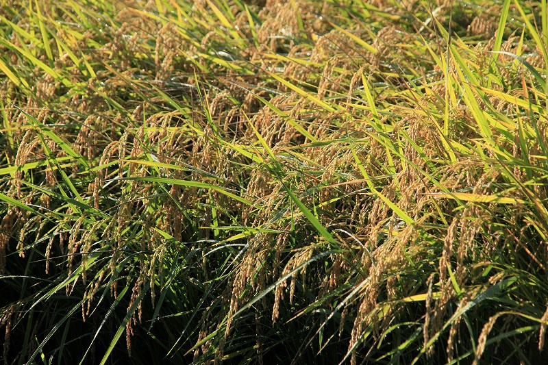 赤米 あかこめ あかまい 大自然と人間 海が好きだ 赤米 あかこめ あかまい 大自然と人間 海が好きだ