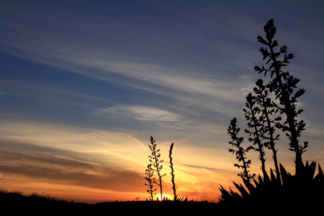 夕焼け空とユッカラン　４　　　　2012_12_26　更新_e0229455_0493035.jpg