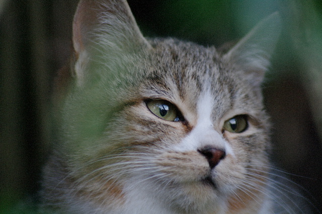  冬の公園に猫を捨てないで #photo #cat #neko #pentax #200mm _c0153764_1829438.jpg