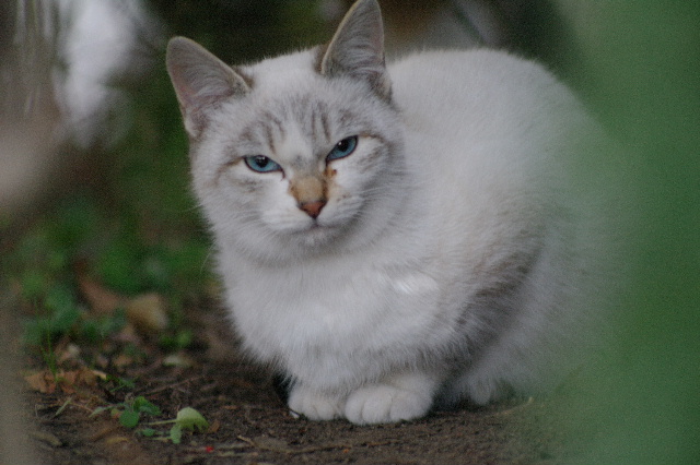  冬の公園に猫を捨てないで #photo #cat #neko #pentax #200mm _c0153764_1831224.jpg