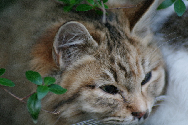  冬の公園に猫を捨てないで #photo #cat #neko #pentax #200mm _c0153764_18314455.jpg