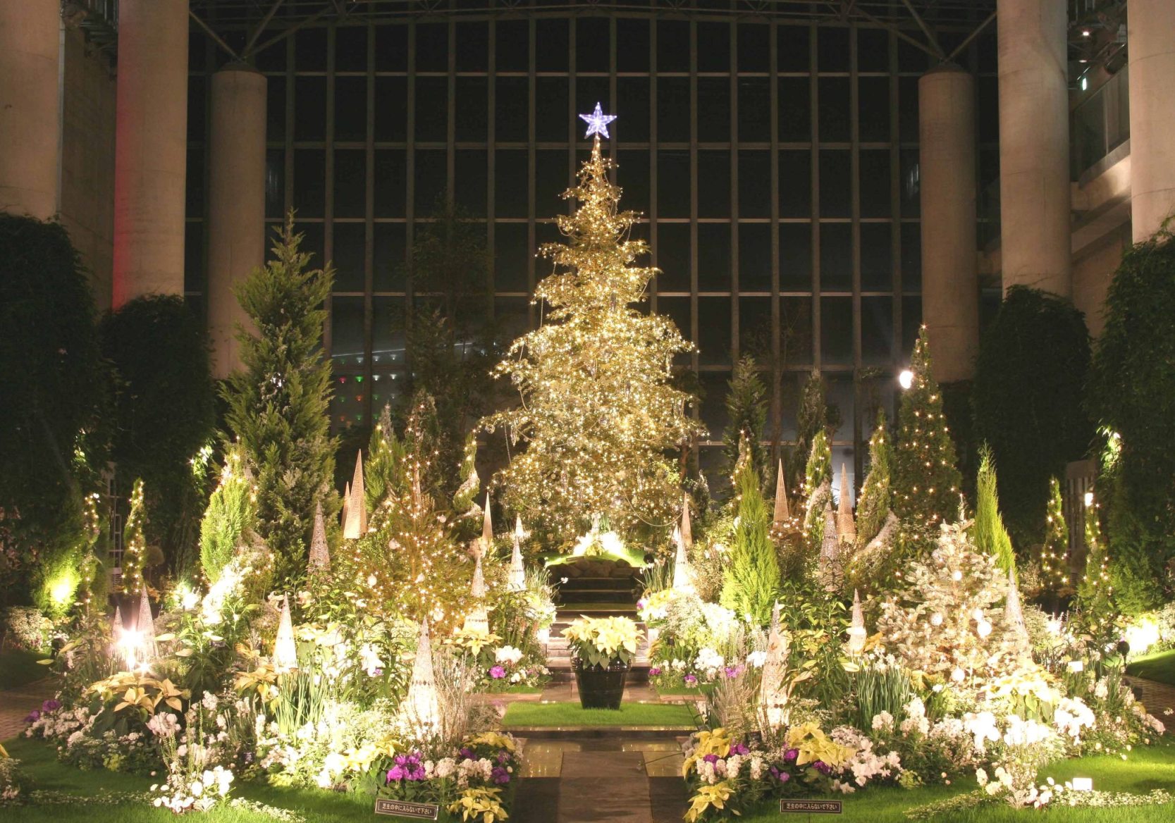 メリークリスマス 奇跡の星の植物園 Miyorinの秘密のお庭