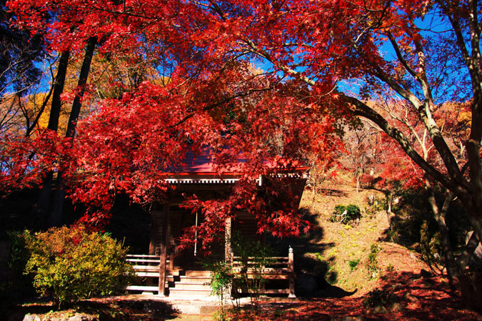 佐野市　金蔵院の紅葉_a0263109_21194214.jpg