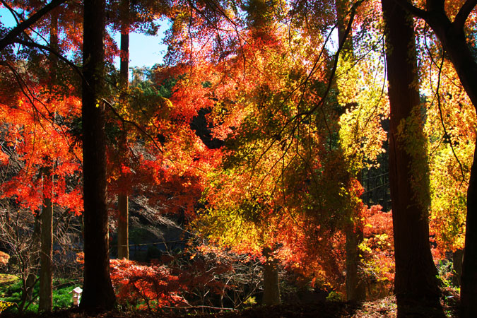 佐野市　金蔵院の紅葉_a0263109_21204357.jpg