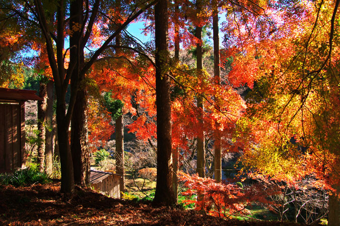 佐野市　金蔵院の紅葉_a0263109_2120588.jpg