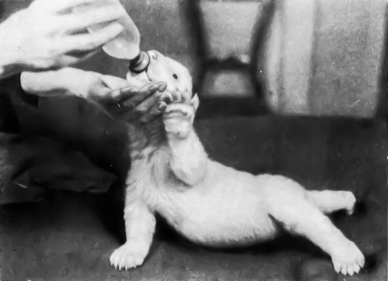 チェコ・プラハ動物園での1942年のホッキョクグマ人工哺育記録集が出版となる ~ ドイツ軍占領下での快挙_a0151913_1857337.jpg