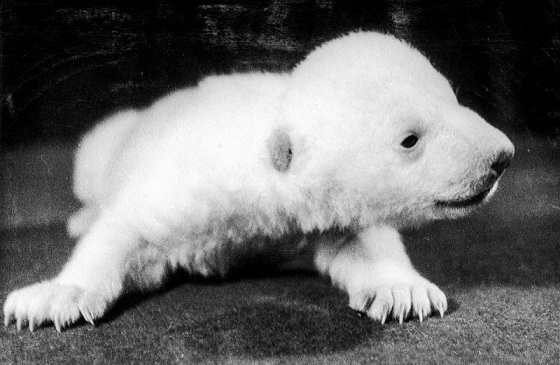 チェコ・プラハ動物園での1942年のホッキョクグマ人工哺育記録集が出版となる ~ ドイツ軍占領下での快挙_a0151913_18582053.jpg