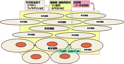 2012年12月25日教室　『ドライスキンケア』_c0219616_1341946.jpg