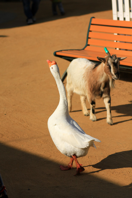 恋人がサンタクロ ス おもしろ動物cafe 恋人がサンタクロ ス おもしろ動物cafe