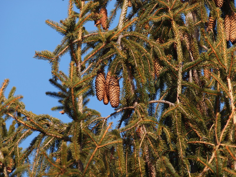 c0085622_2094435.jpg