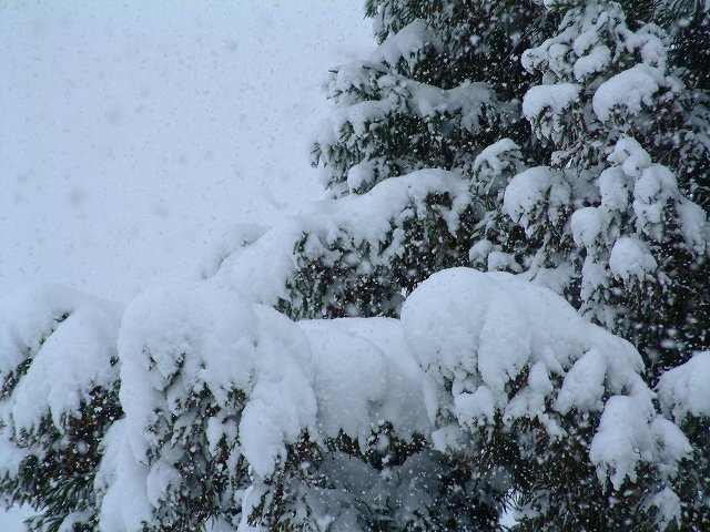 木に積もった雪 Fujifilm Finepix 6900z デジカメ写真日記