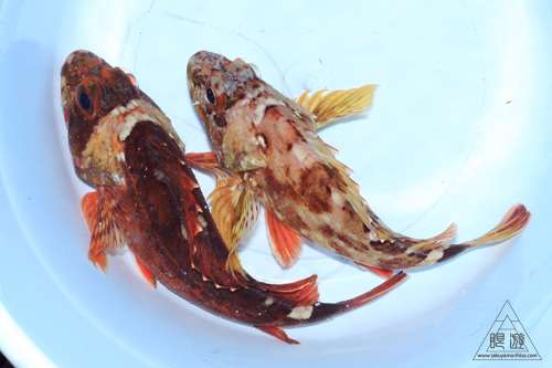 292 島根町 ~薬指大のタコ~_c0211532_19144890.jpg