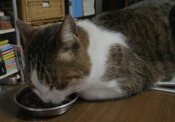 冬猫モード : COMPLEX CAT