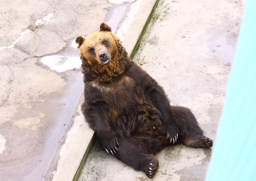 Ⅹ’ｍａｓ北の動物特集号　１２月２４日_f0113639_10374118.jpg