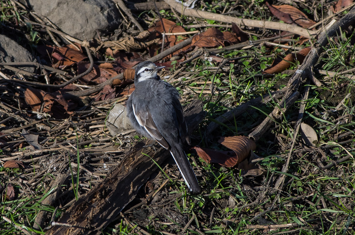 smc Pentax-DA* 300mm F4 ED [IF] SDM その2_d0292540_21445813.jpg