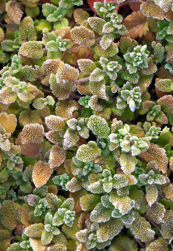 b0147449_11593140.jpg