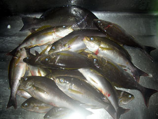 e0061751_954196.jpg