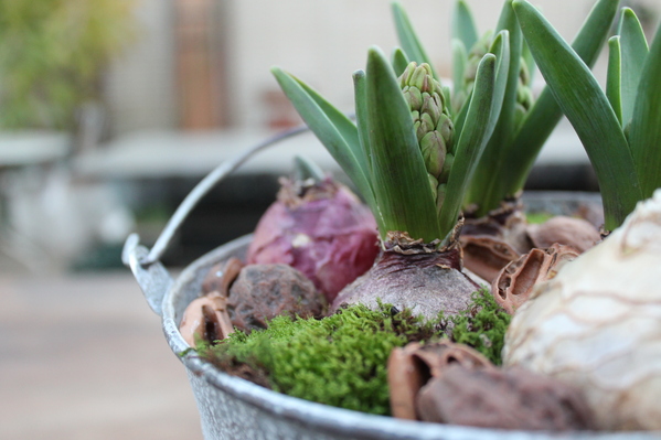 ヒヤシンスの寄せ植え : さにべるスタッフblog -Sunny Day's Garden-