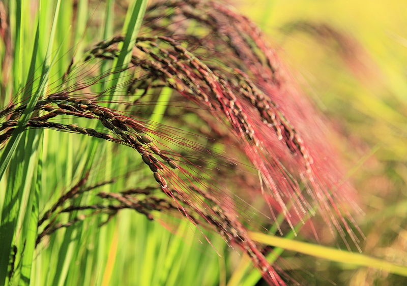 赤米 あかこめ あかまい 大自然と人間 海が好きだ 赤米 あかこめ あかまい 大自然と人間 海が好きだ