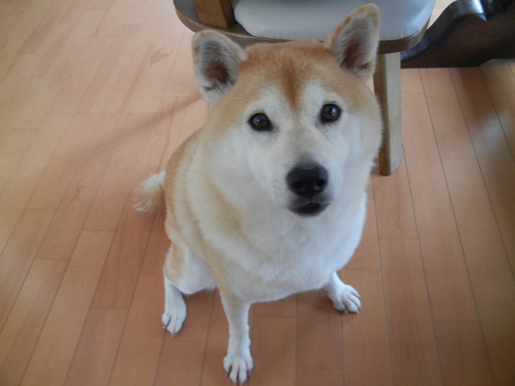 ’12、12,24(月)勝浦のクリスマスイブはどんななの・・・?_f0060461_21403291.jpg