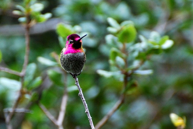 Anna\'s Hummingbird_a0126969_6463435.jpg