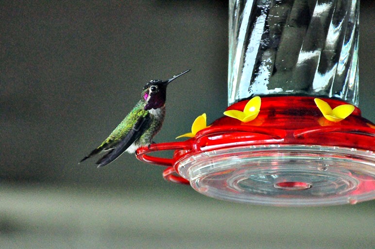 Anna\'s Hummingbird_a0126969_6505784.jpg