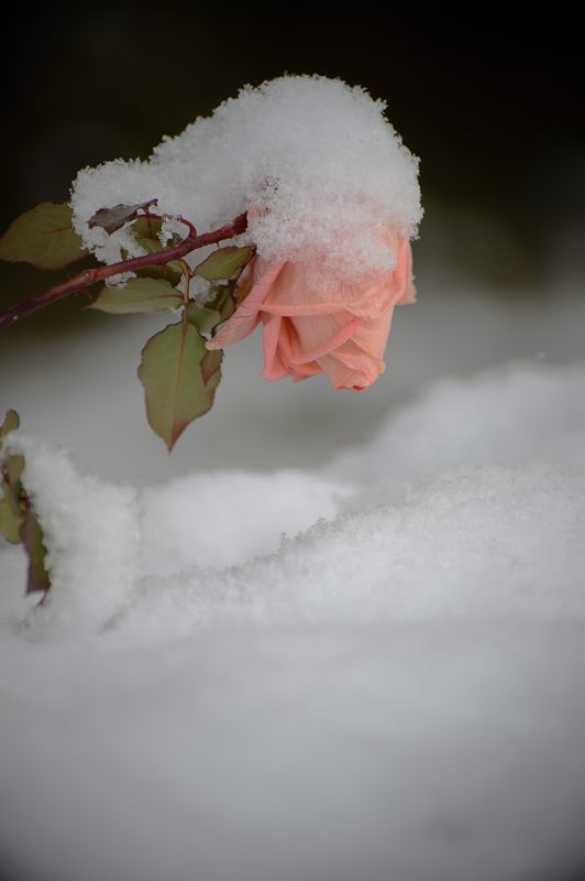 美山茅葺きの里 初雪撮影!・其の一_f0032011_19423070.jpg
