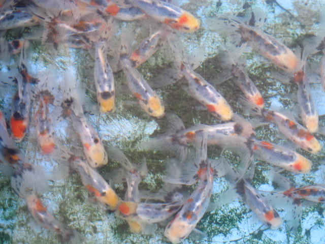 鈴木系東錦につきまして フルタニ金魚倶楽部blog