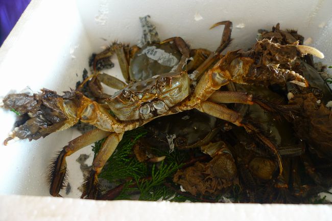 モクズガニ と セコガニ の共演 くま先生の滋賀が大好き