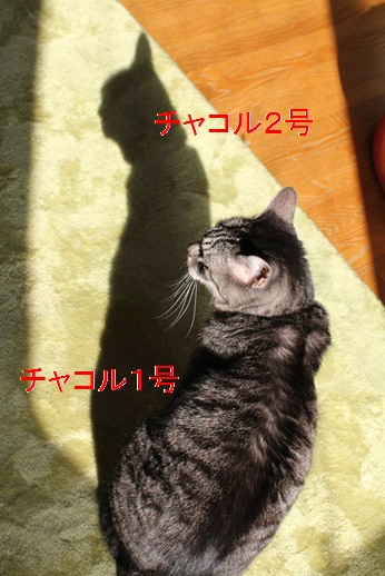 サンタさんに忘れられちゃった?!_e0151545_21451036.jpg