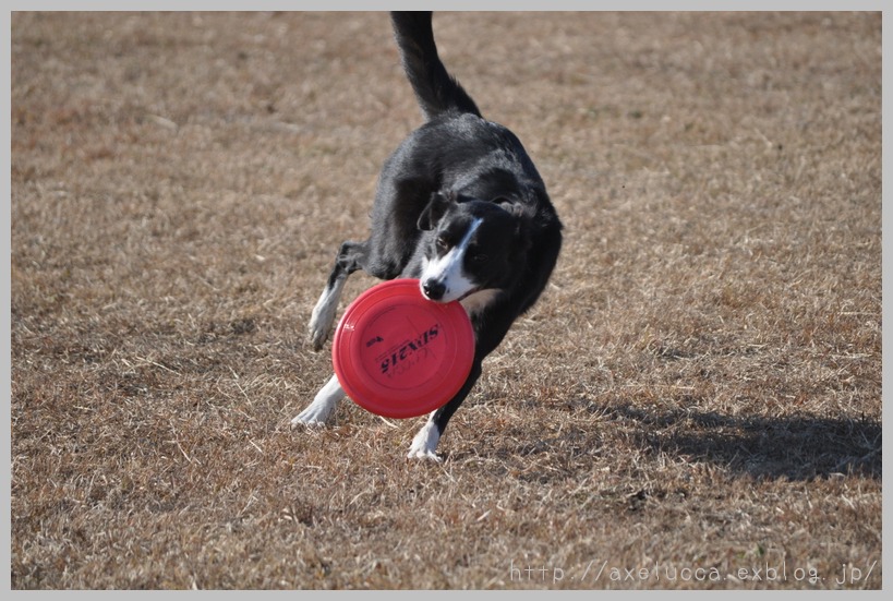  Ｋ９　富士川　日曜日編_e0285154_9584647.jpg