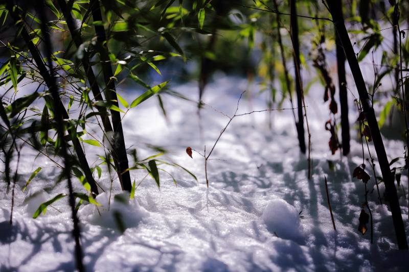 雪の散歩道で…。_e0183063_3465063.jpg