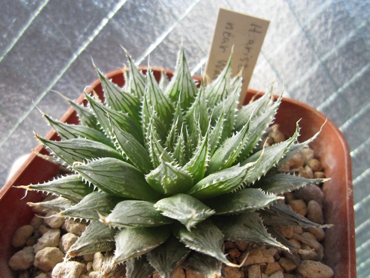 ハオルチア アリスタータ : Succulents crazy