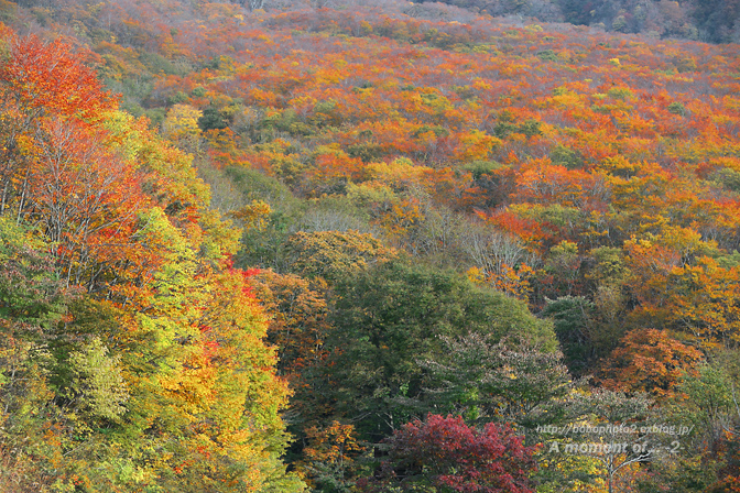 大山の紅葉_d0259885_1294148.jpg