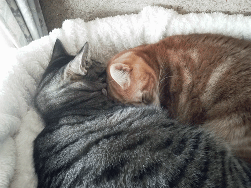 c0193788_1112189.gif