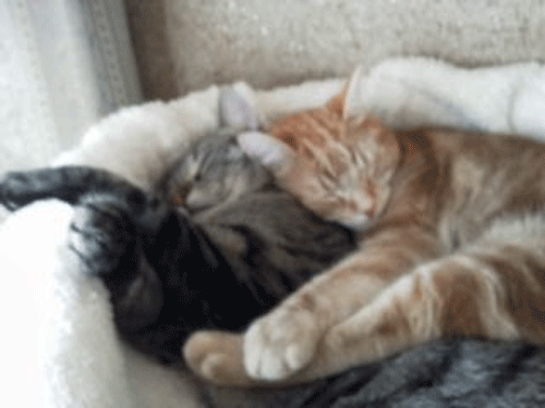 c0193788_11122437.gif