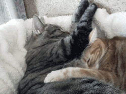 c0193788_11123697.gif