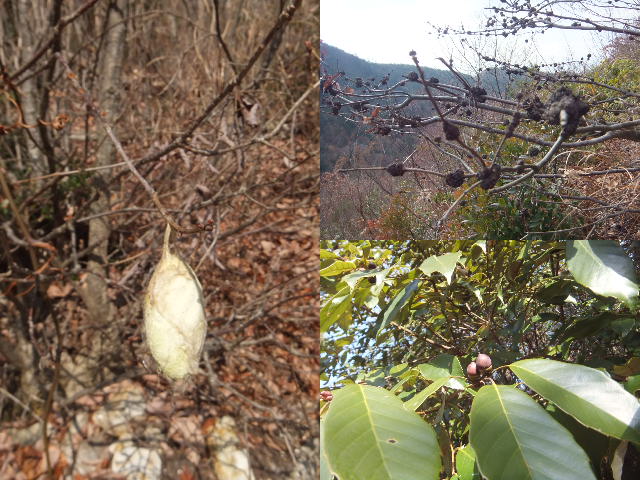 各務ヶ原権現山から岐阜（芥見）権現山へ～_a0271502_16181443.jpg