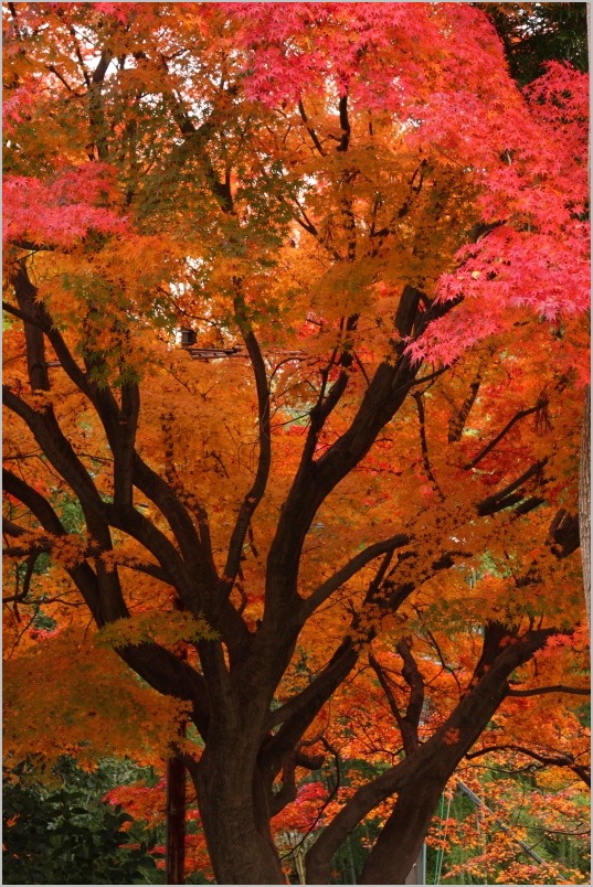 京都紅葉ぶらり旅vol.13　東山区　霊山護国神社・正法寺_b0180907_2364128.jpg