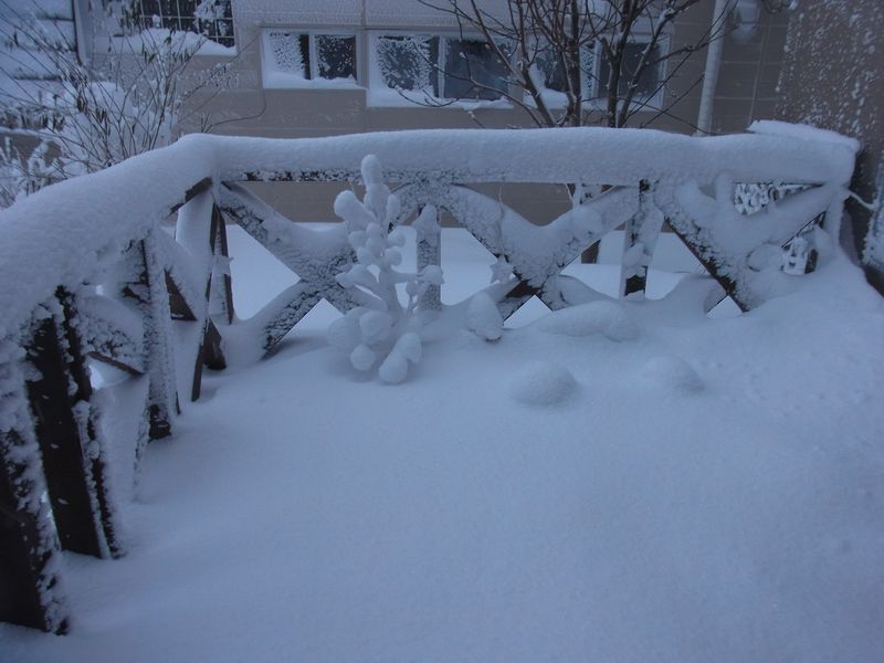 さらに冷え込んだ上に暴風と豪雪_c0025115_1761682.jpg