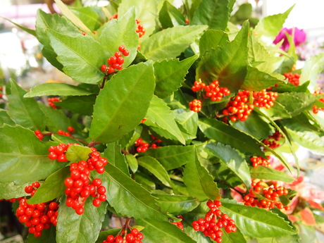 c0103830_18295945.jpg