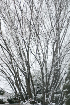 f0002534_20263387.jpg