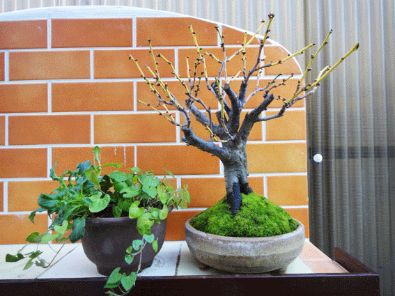 a0056140_2125525.gif
