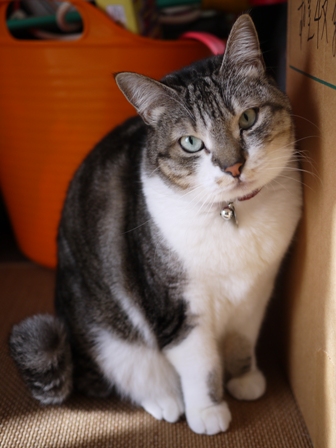 猫のお友だち オリーブちゃんキティちゃんタマくんなおくん編 + 犬のお友だち ミニーちゃん編。_a0143140_23253060.jpg