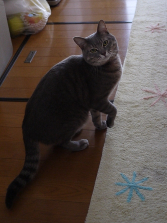 猫のお友だち オリーブちゃんキティちゃんタマくんなおくん編 + 犬のお友だち ミニーちゃん編。_a0143140_23255240.jpg